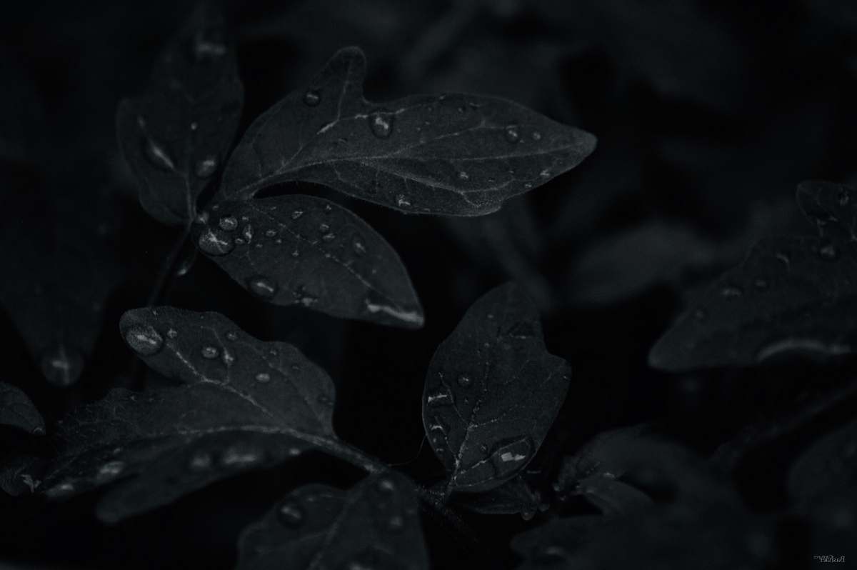 ct scan low light photo of dew drops on leaves x-ray